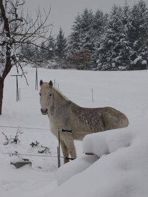 Gite De Charme Auvergne Cab'Ane Brousse Exterior foto