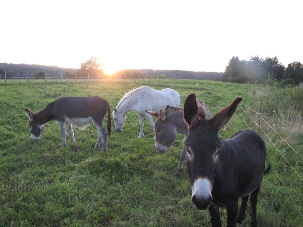 Gite De Charme Auvergne Cab'Ane Brousse Exterior foto